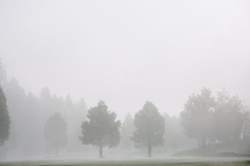Green Grass Field With Trees and Fog