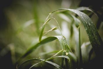 Green Grass With Water Droplets