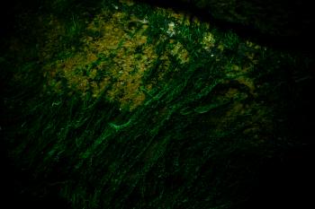 Green Growth Texture