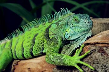 Free stock photo of animal, green, iguana