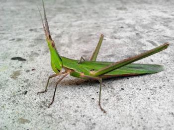 Free picture: horned insect, big green insect