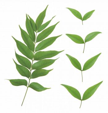 Leaves PNG Images Transparent Free Download | PNGMart.com