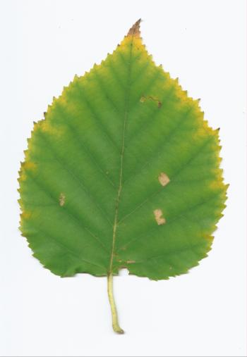 green leaf by tash11-stock on DeviantArt