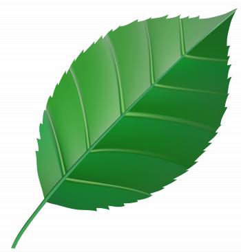 Green Leaf Transparent Clip Art Image | Gallery Yopriceville - High ...