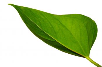 Green Leaf Free Stock Photo - Public Domain Pictures