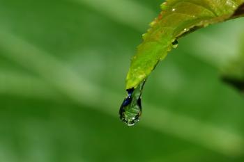 Free picture: dew, moisture, macro, green leaf, green leaves, dew ...