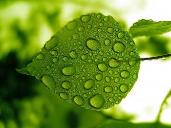 Water Drops Green Leaf Wallpaper | Download cool HD wallpapers here.
