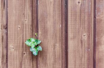 Green Leaf on a Brown Fence
