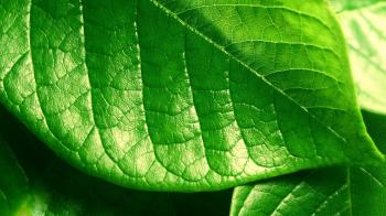 464032 Green Leaf Wallpapers