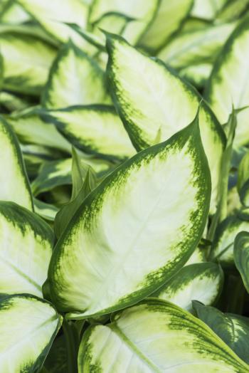 The Ultimate Guide to Office Plants