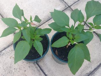 What's the problem with these chilli plants ? - Growing Hot Peppers ...