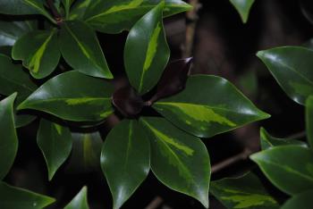 Illicium anisatum | JC Raulston Arboretum