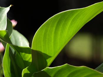 Big green leaf by sarahhstarlight on DeviantArt