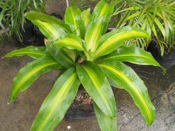 Tropical Plants With Stripes and Blends of Green and White – Be ...
