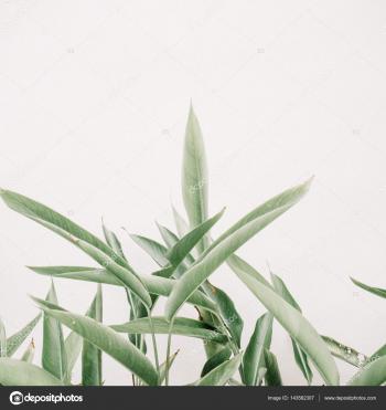 Green leaf plants — Stock Photo © maximleshkovich #143562307