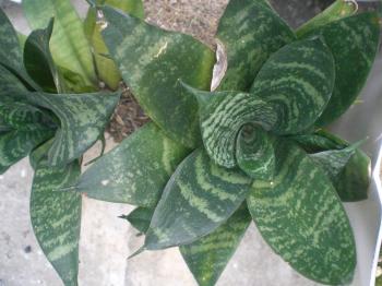 File:HK Plant Green Leaves 2.JPG - Wikimedia Commons
