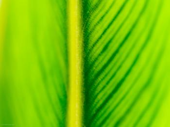Abstract blurry green leaf surface close-up - Pattern Pictures free ...