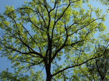 MLeWallpapers.com - Spring Oak Tree