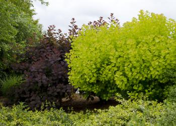 Golden Spirit Smoke Tree - Monrovia - Golden Spirit Smoke Tree