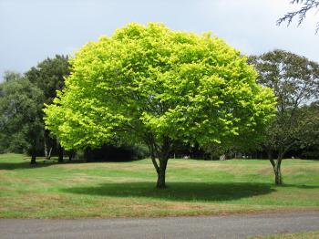 File:Bright green tree - Waikato.jpg - Wikimedia Commons