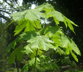 Big-Leaf Maple (Acer macrophyllum), Pacific northwest native tree