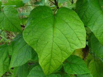 Distinguishing Catalpa from Paulownia Trees in the Falls Lake Area ...