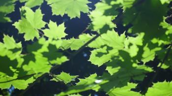 Beautiful green leafs of a maple tree during a spring rainstorm with ...