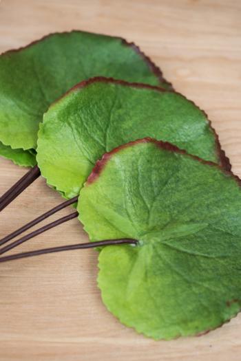 Leaves