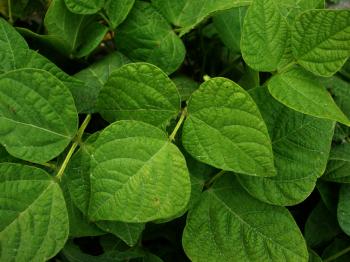 Green Leaves | Pics4Learning