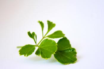 Free picture: green leaves, tea, leaf, plant