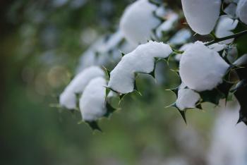 Green Leaves With Snow in Closup Photography