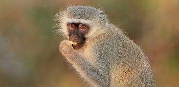 Vervet Monkey (Green Monkey)
