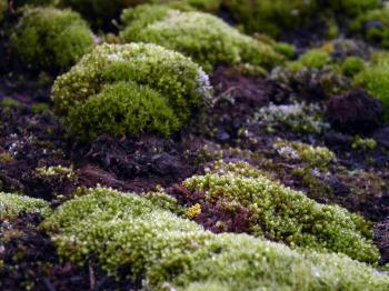 Green moss