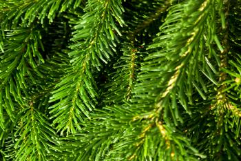 Green Pine Needles Background Free Stock Photo - Public Domain Pictures
