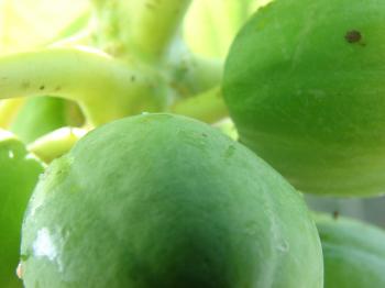 Green Papaya