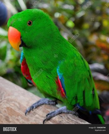 Green Parrot Orange Beak Image Photo Bigstock At Images | ohidul.me