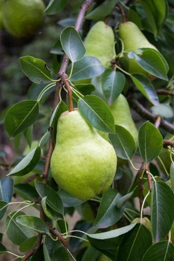 Pear Chips - Beyond The Chicken Coop