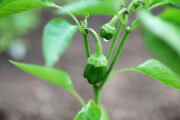 green pepper plants | The Girl by the Sea