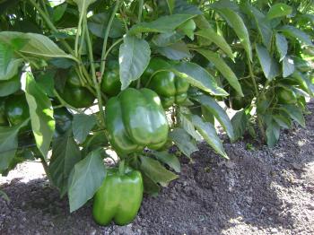 Green Bells