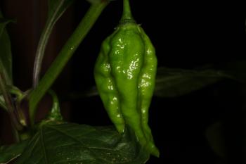 Green Pepper Plant