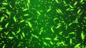 Colorful Rotating Flower Petals in the Wind - Loop Green Motion ...