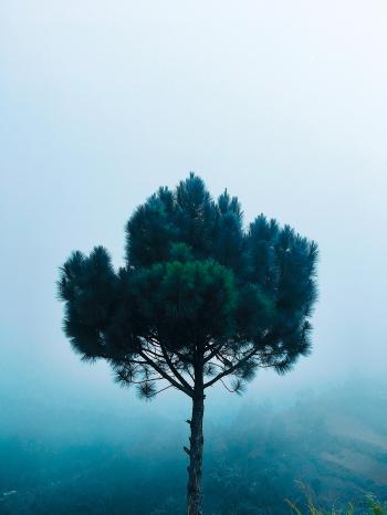 Green Pine Tree at Daytime