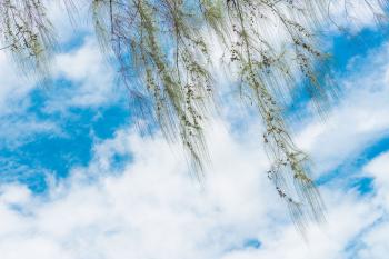Green pine tree branch with blue sky