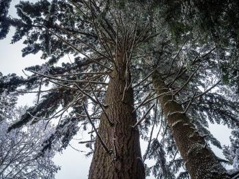 Green Pine Tree Under White Sky