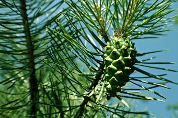 Green pine tree