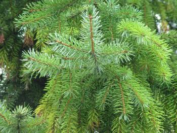 Free 7art trees clipart and wallpapers: royalty free green-pine-tree ...
