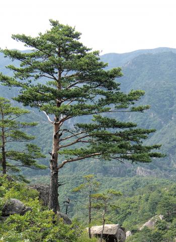 Pine - Wikipedia