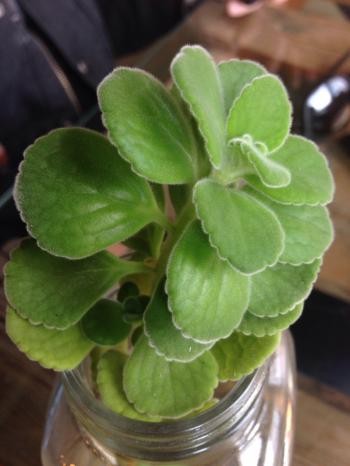 What kind of plant is this? - Ask an Expert