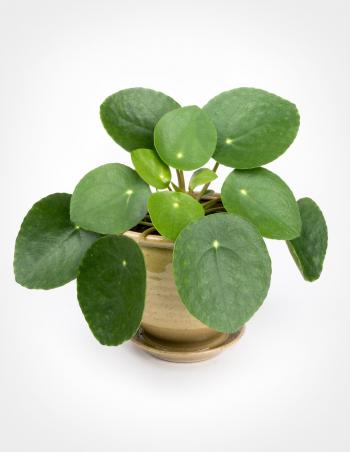 Pilea Peperomioides - Chinese Money Plant - Pistils Nursery
