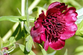 Free picture: peaoy, green leaf, summer, garden, flora, nature ...